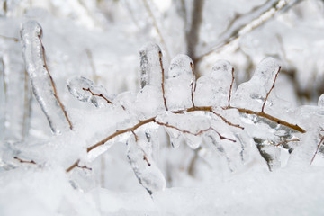 Close up - Frozen branch during the cold winter