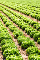 Rows of green oak leaf lettuce grown in open field under a bright sunshine in the suburbs of Paris, France.
