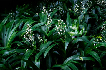 Field of Xiphidium caeruleum Aubl. (cola de paloma) ornamental plants for decorative purposes in gardens and landscape design. 