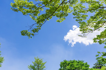 Fototapeta premium 青空と緑 仙台の西公園