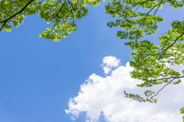 青空と緑　仙台の西公園