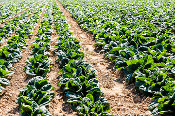 Rows of spinach grown in open field under a bright sunshine in the suburbs of Paris, France.