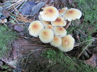 mushrooms in forest