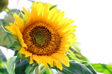 Obraz premium sunflower blooming in summer