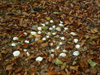Ruhehain mitten im Wald