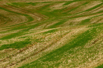 Fototapeta na wymiar rural landscape with wheat field and blue sky