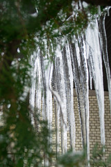 The icicles hang from the branches of evergreen next to the brick wall.