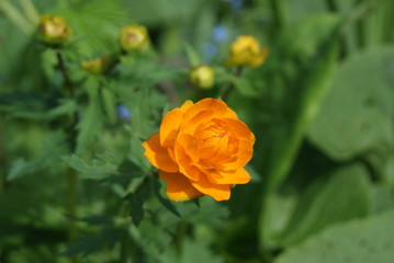 Flowers