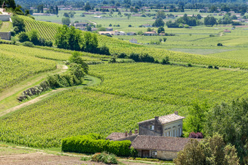 SAINT-EMILION (Gironde, France), vignes autour du village