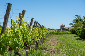 SAINT-EMILION (Gironde, France), vignes autour du village