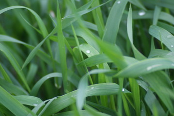 The grass in the dew