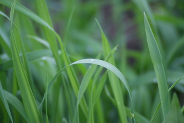 The grass in the dew