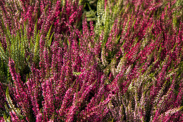 field of wild flowers