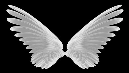 Obraz na płótnie Canvas white wing of bird on black background