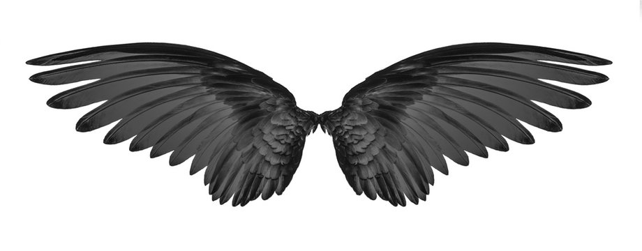 black  wing of bird on black background