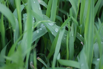The grass in the dew
