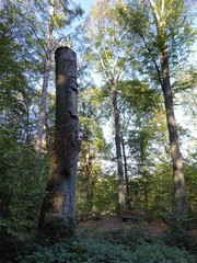 Ruhehain mitten im Wald