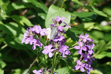 Butterfly on flowers