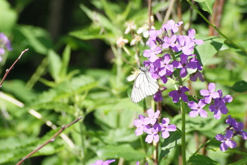 Butterfly on flowers