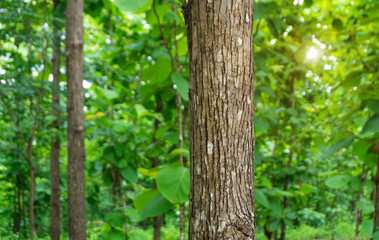 Obraz premium Trunk of Teak tree (Tectona grandis) is a tropical hardwood tree species