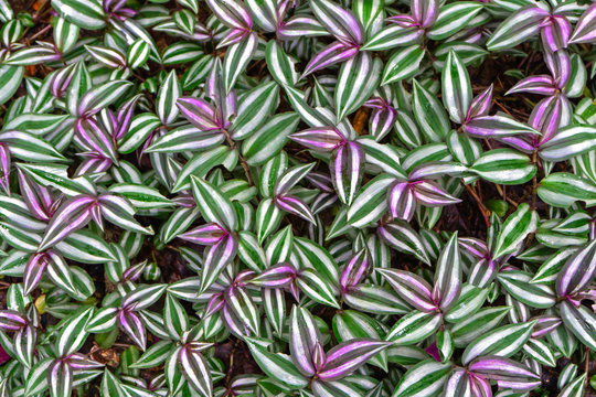 Tradescantia zebrina leaf background has zebra-patterned leaves.