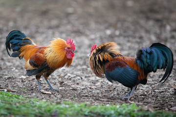 Two colourful wild roosters fighting in the Western Springs park