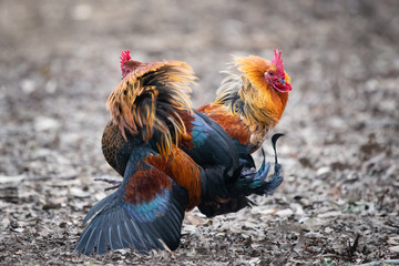 Two wild colourful roosters fight in the Western Springs park