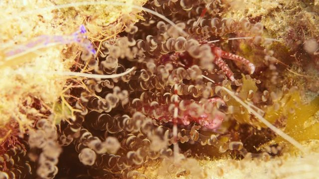 Close up of Red Snapping Shrimp in Sea Anemone in coral reef of the Caribbean Sea around Curacao