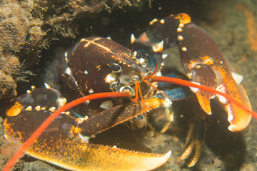Lobster (Homarus gammarus) at the Norwegian coast