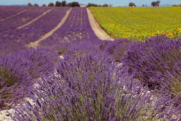 Naklejka na ściany i meble Beautiful field with lavender and sunflower flowers. French Provence near Valensole
