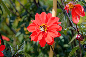 Bee on red flower - Summer garden