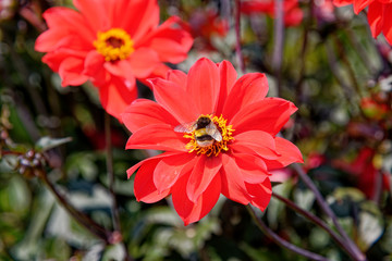 Bee on red flower - Summer garden