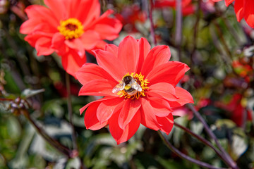 Bee on red flower - Summer garden
