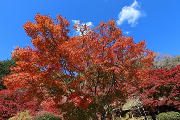 Naklejka premium 香嵐渓の紅葉