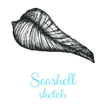 Seashell Vector Sketch, Hand Drawn Isolated Design Elements.