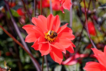 Bee on red flower - Summer garden