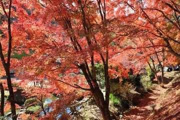 香嵐渓の紅葉