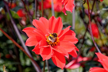 Bee on red flower - Summer garden