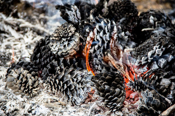 Close-up of burning pine cones glowing in a bonfire at a rustic campsite, capturing warm embers and smoky textures in an outdoor setting.