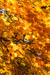 Maple leaves on in autumn color on a tree