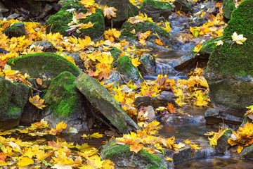 Fototapeta na wymiar Maple leaves and rocks with green moss