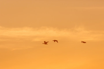Geese flying in the sky at dawn