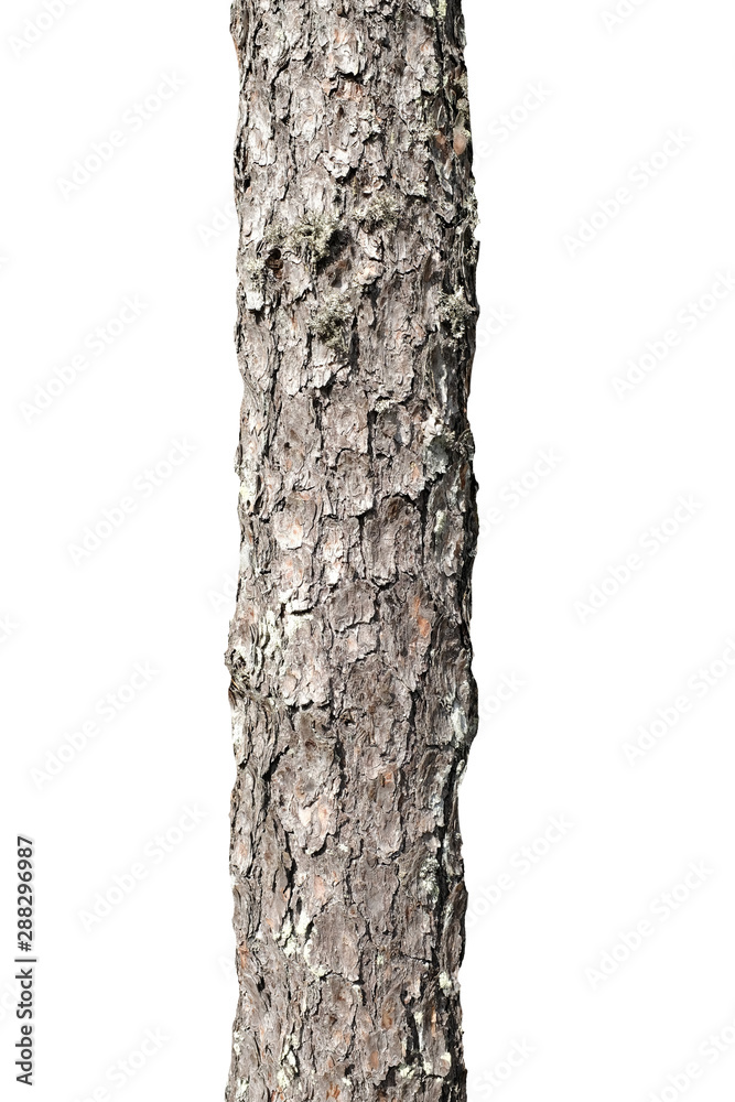 Aufkleber pine tree trunk isolated on white