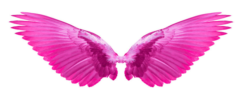 pink wings of bird on white background