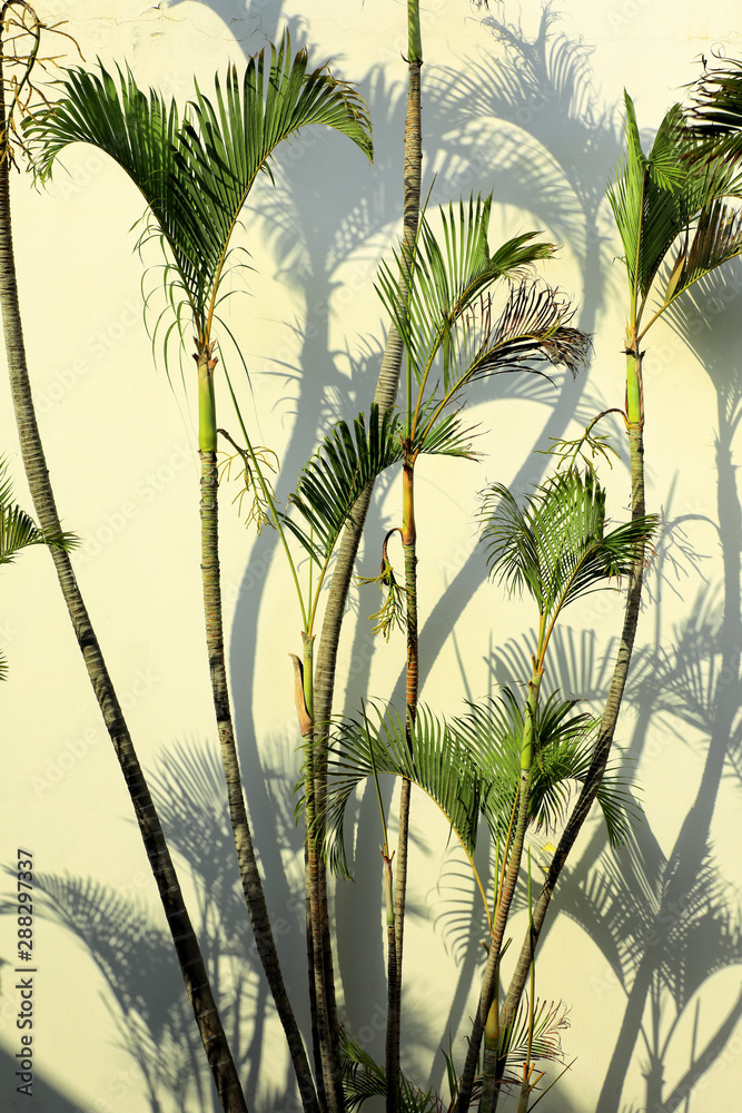 Wall mural Group of close up decorative palm trees and their shadows on building exterior wall