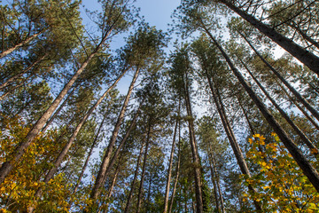trees and blue sky