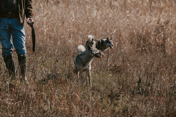 Two hunting dogs in meadow. Near man with gun