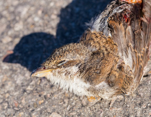 Dead bird. Road wars - death of a Shrike. The red-backed shrike (Lanius collurio) is a carnivorous passerine bird and member of the shrike Laniidae. Juvenile bird - female.