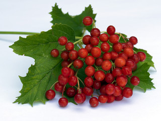 A branch of red viburnum grows in the garden in the fall. Harvesting. Useful berries used in medicine. Tea with viburnum...