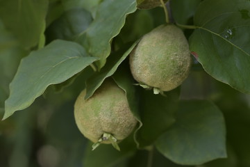 Growing quince fruit